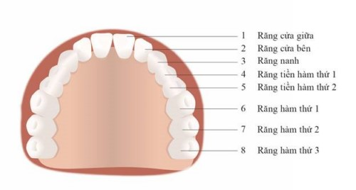 Sơ đồ vị trí răng sữa