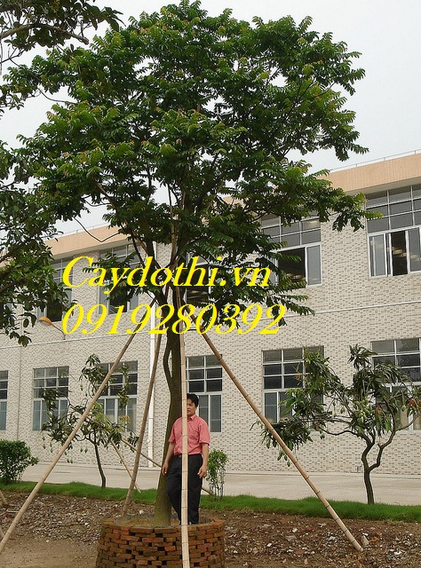 cây lát