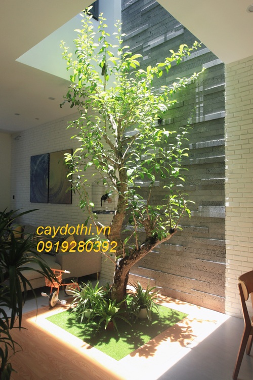 cây đào tiên trồng giếng trời