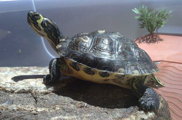 Pond Turtle Pond Turtle