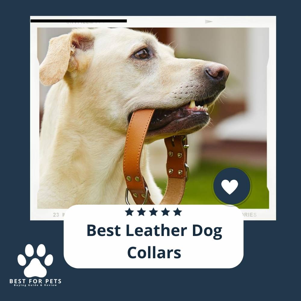 The 11 Best Leather Dog Collars of 2023