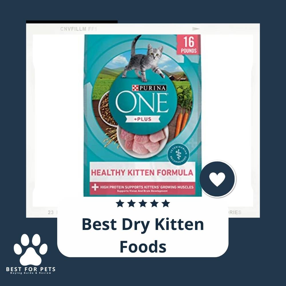 12 Best Dry Kitten Foods in 2023