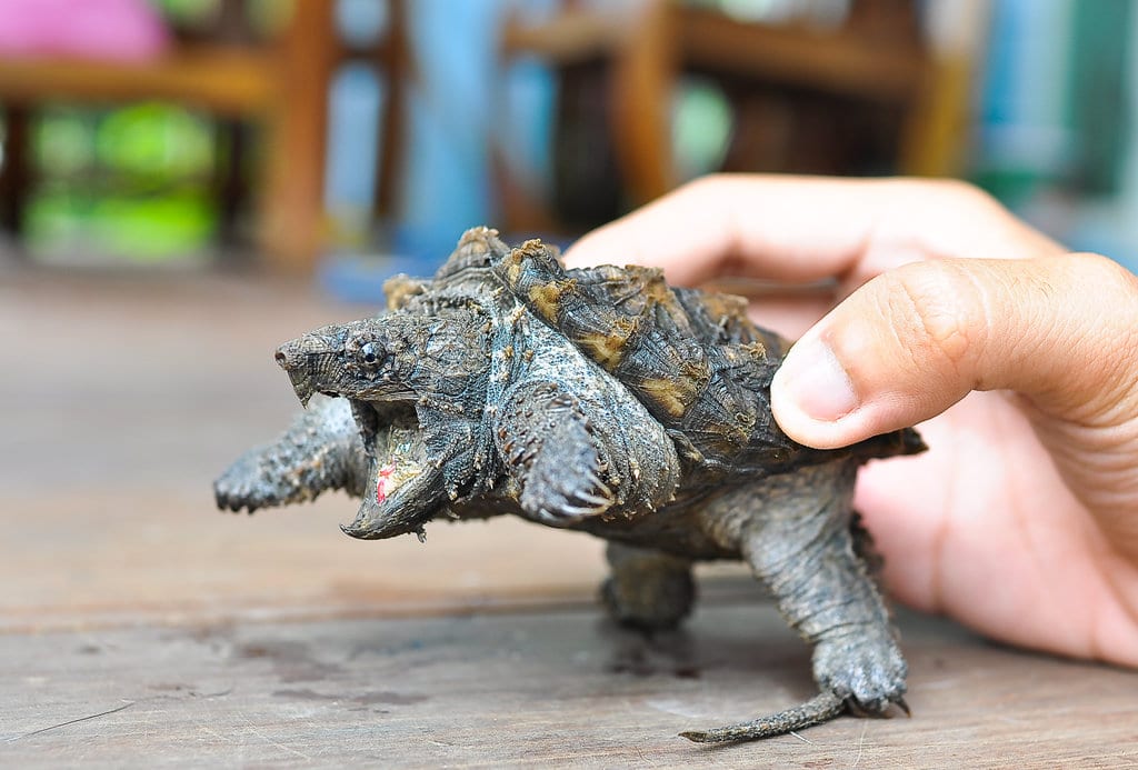 The Alligator Snapping Turtle The Alligator Snapping Turtle