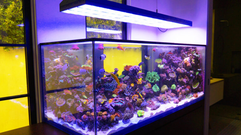 Top 16 Best Tank For Saltwater Fish In 2023 Top 16 Best Tank For Saltwater Fish In 2023