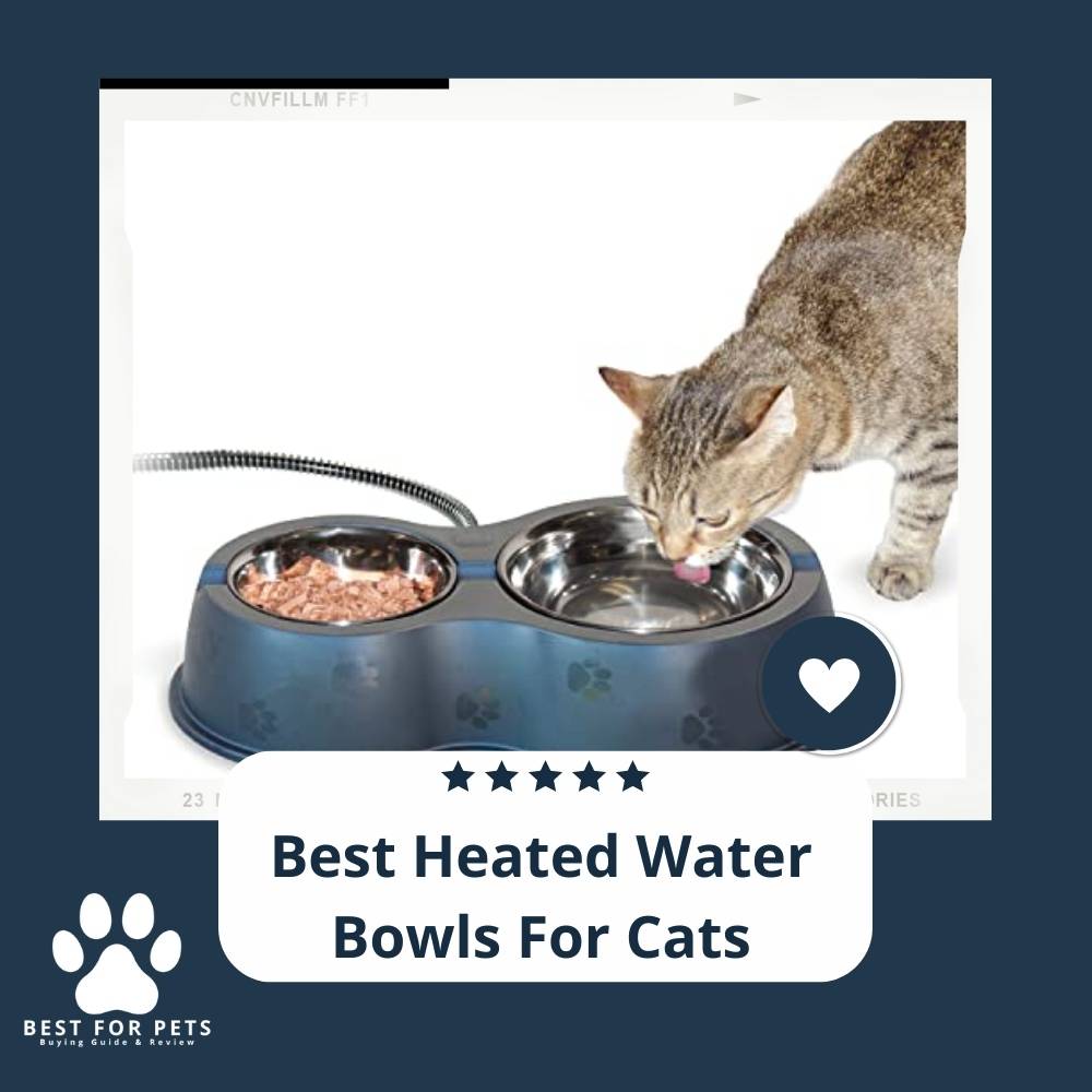 The 9 Best Heated Water Bowls For Cats of 2022