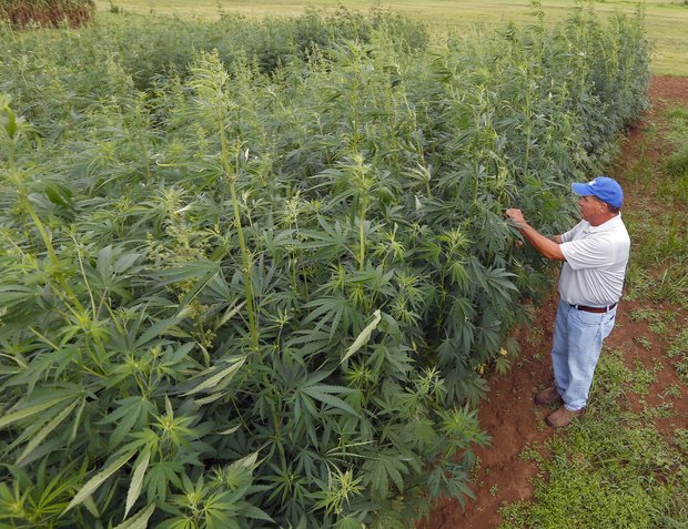 Bill to Legalize Hemp Cultivation in the United States Filed in Senate Bill to Legalize Hemp Cultivation in the United States Filed in Senate