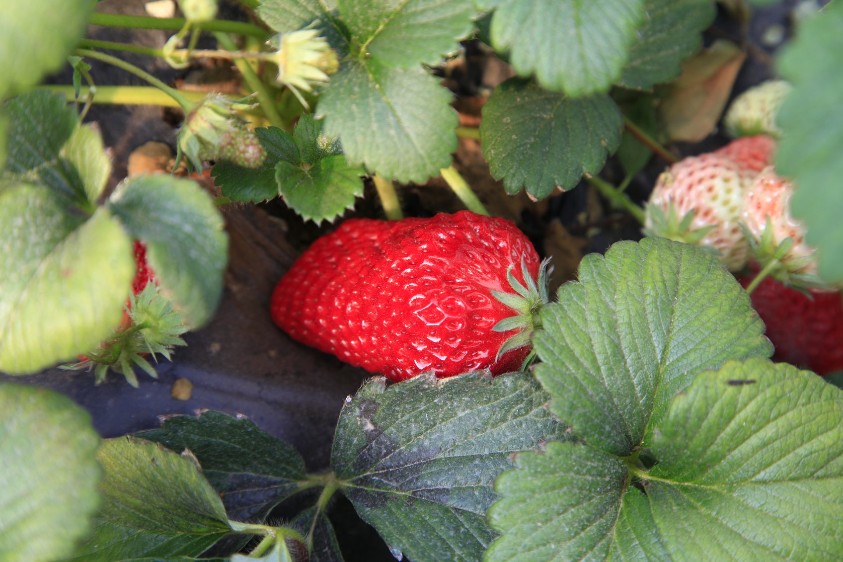 Best Fertilizer For Strawberry Plants : Review And Buying Guide Best Fertilizer For Strawberry Plants : Review And Buying Guide