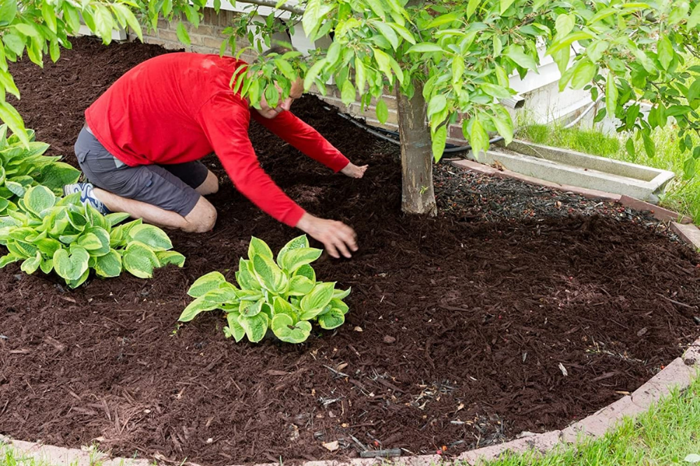 Best Compost For Flower Beds : Review And Buying Guide Best Compost For Flower Beds : Review And Buying Guide