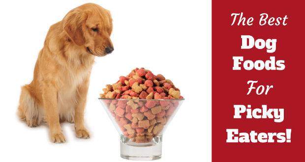 how-to-choose-the-best-dry-dog-food-for-picky-eaters