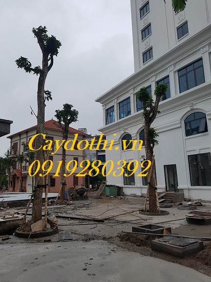 trồng cây xoài cỡ lớn