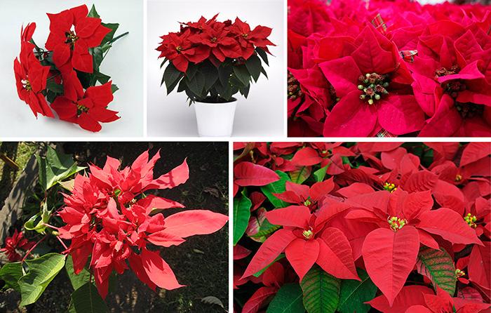 14 Most Popular Types Of Poinsettias From Around The World 14 Most Popular Types Of Poinsettias From Around The World