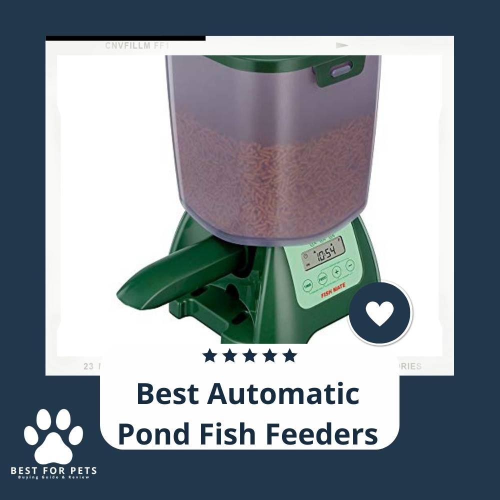 10 Best Automatic Pond Fish Feeders 2022 Reviews & Top Picks