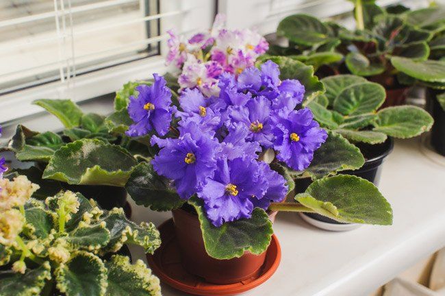 Best Fertilizer For African Violets of 2022 Best Fertilizer For African Violets of 2022