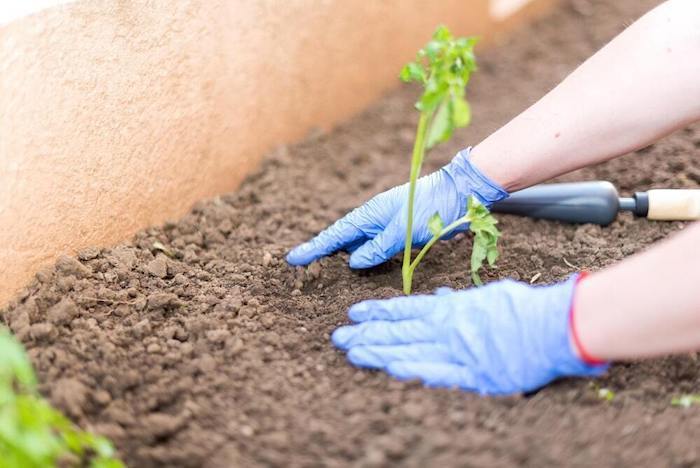 Best Commercial Potting Mix For Tomatoes of 2022 Best Commercial Potting Mix For Tomatoes of 2022