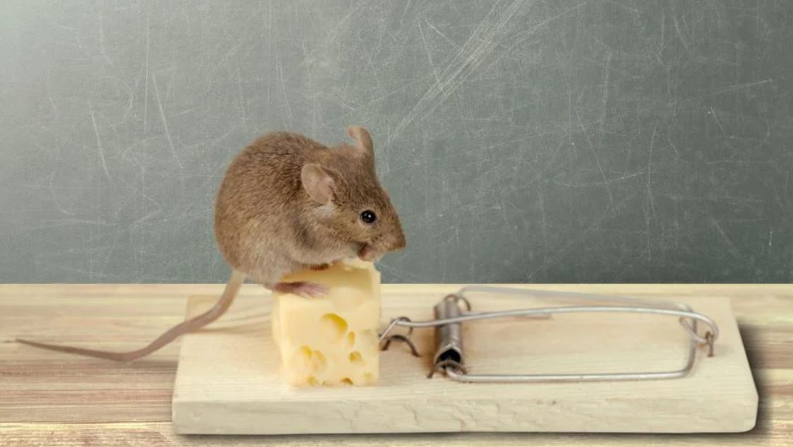 18 Best Thing To Put In Mouse Trap In 2022 Top rate & Indepth Reviews