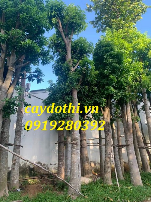 cây ngọc kỳ lân