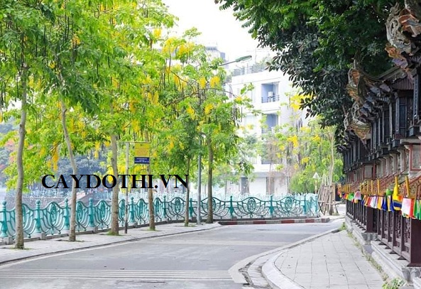 cây muồng hoàng yến