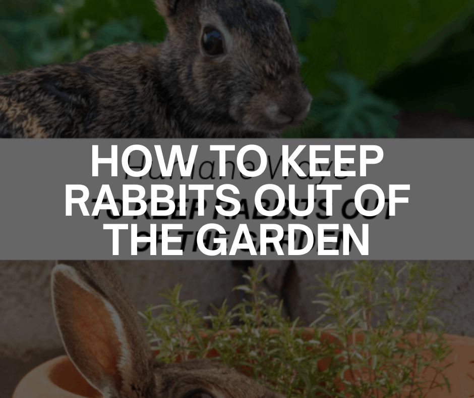 how to build a vertical vegetable garden frame