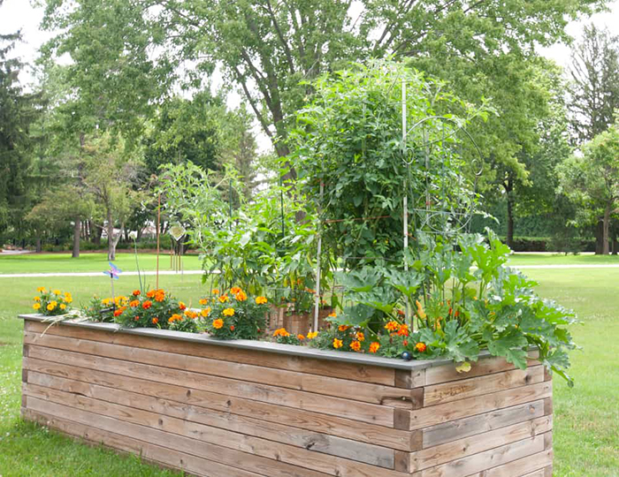 Best Tomato Plants For Raised Beds Of 2022 Best Tomato Plants For Raised Beds Of 2022