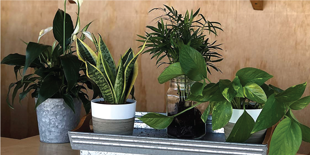 11 Ways to Plant a Plant Collection 11 Ways to Plant a Plant Collection