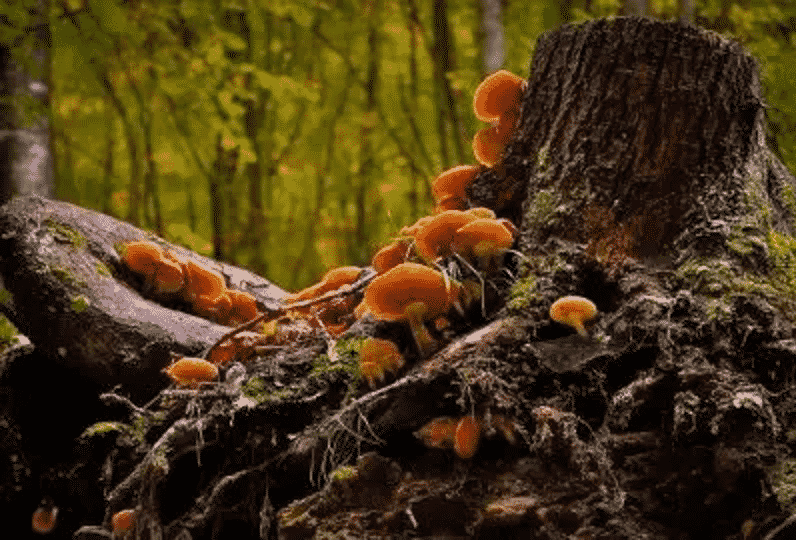 How to Find Food in the Wild? How to Find Food in the Wild?