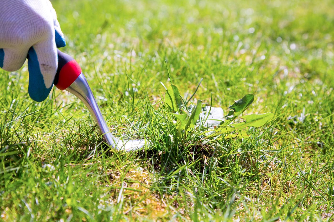Does Mowing Weeds Kill Them Does Mowing Weeds Kill Them