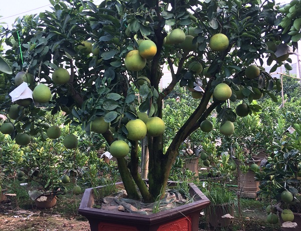 bưởi thế cảnh thân to