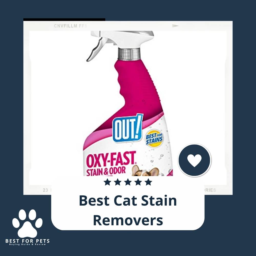 11 Best Cat Stain Removers in 2022