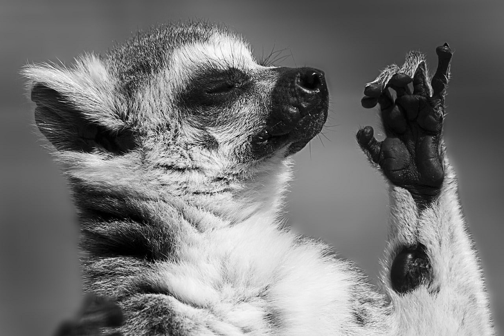 What are the deadliest animals in Costa Rica? What are the deadliest animals in Costa Rica?