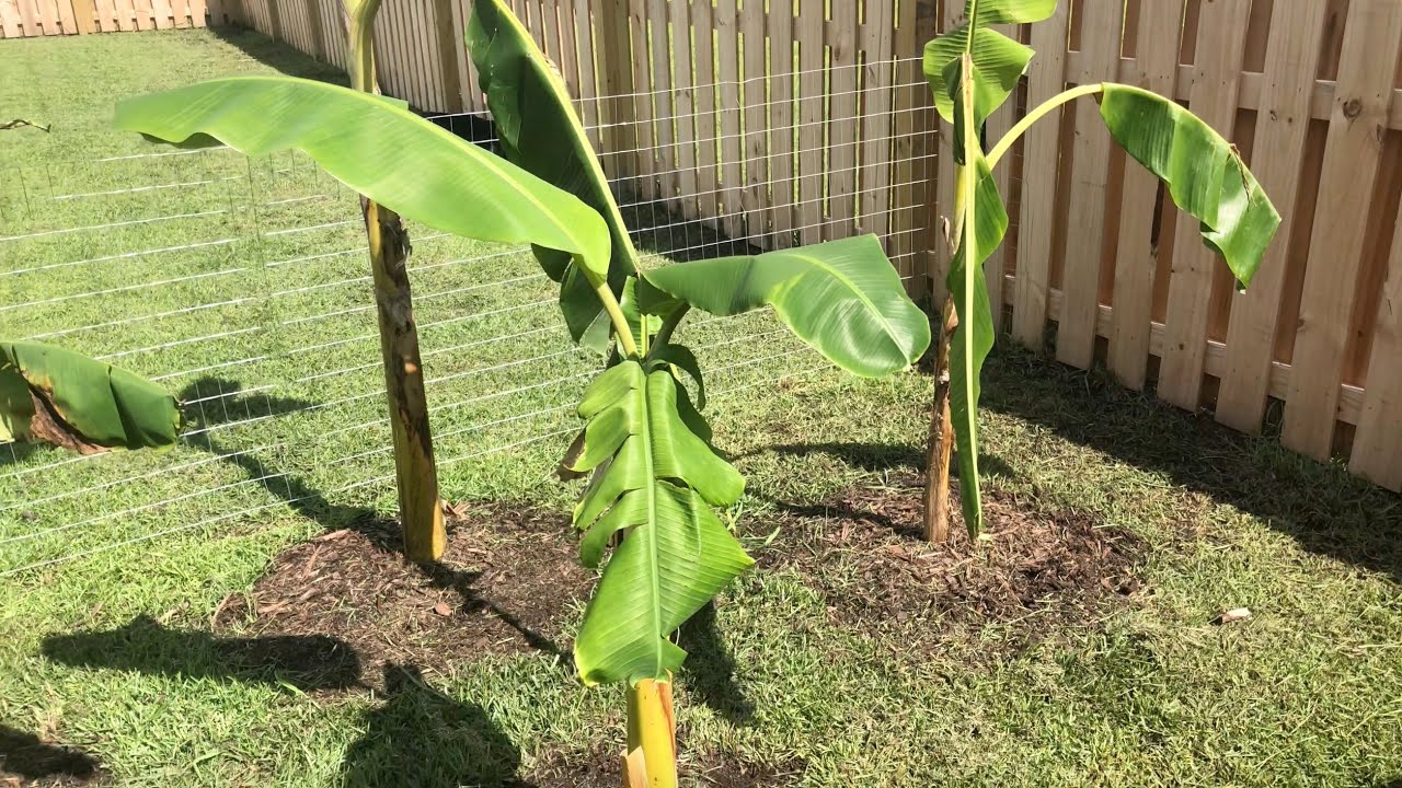 Best Fertilizer For Banana Trees of 2022 Best Fertilizer For Banana Trees of 2022