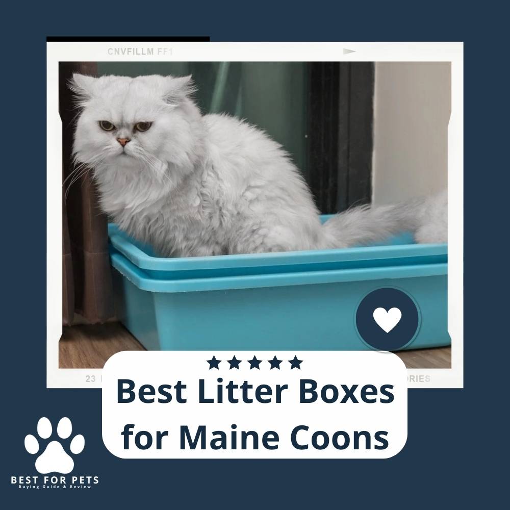 15 Best Litter Boxes for Maine Coons in 2022