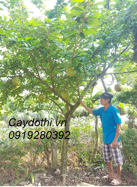 cây đào tiên công trình