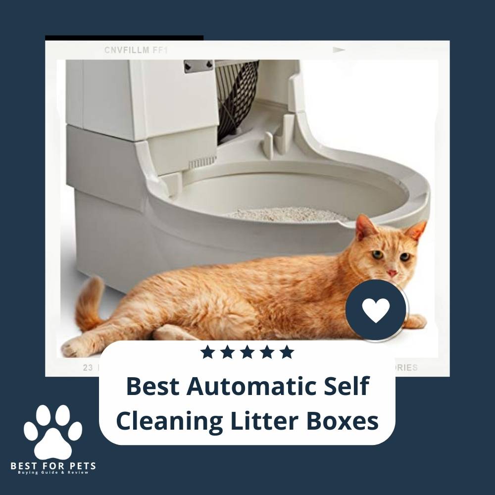 The 7 Best Automatic Self Cleaning Litter Boxes of 2022