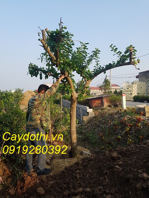 Cây đào tiên dâm ủ công trình giá rẻ