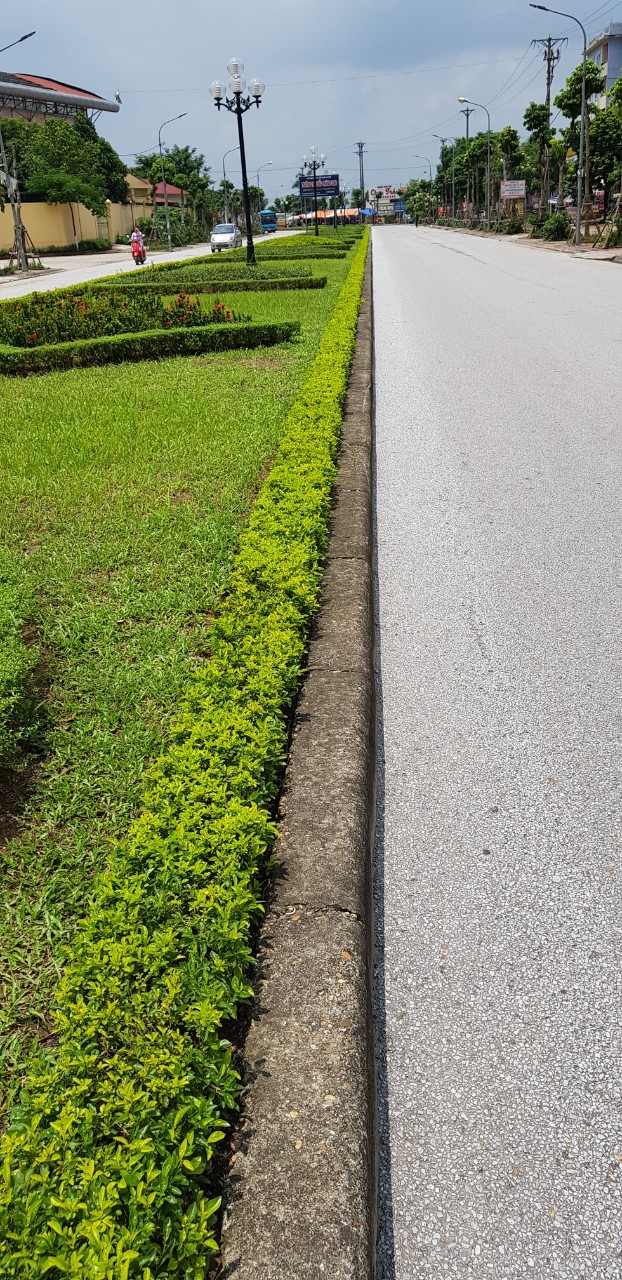 cây chuỗi ngọc vàng trồng viền