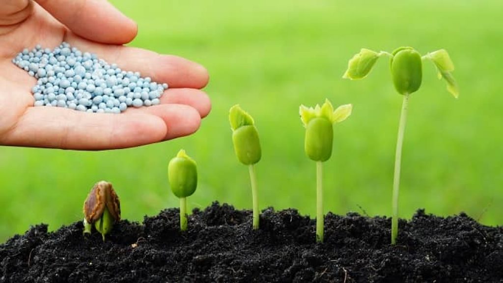 Best Fertilizer For Junipers of 2022 Best Fertilizer For Junipers of 2022