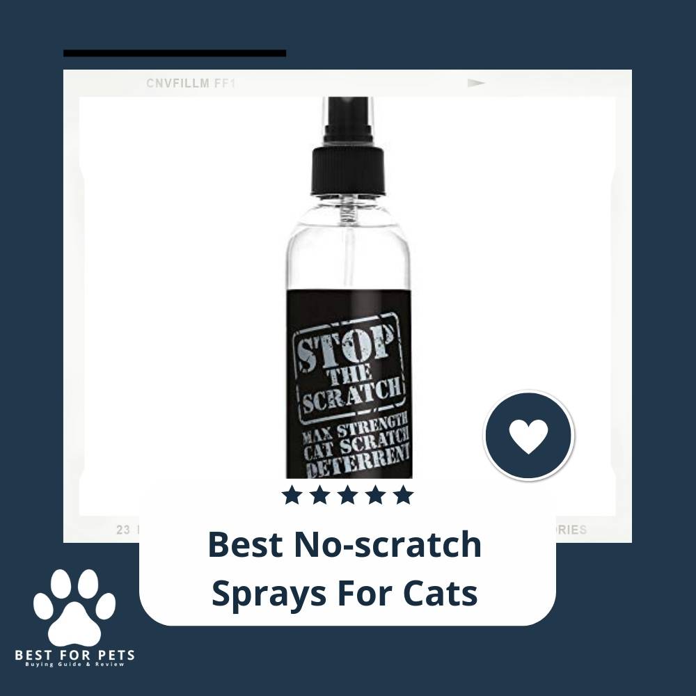 BestForPets All The Things Your Pets Need