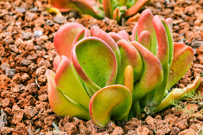 Top 13 Best Succulents For Full Sun Of 2022 Top 13 Best Succulents For Full Sun Of 2022