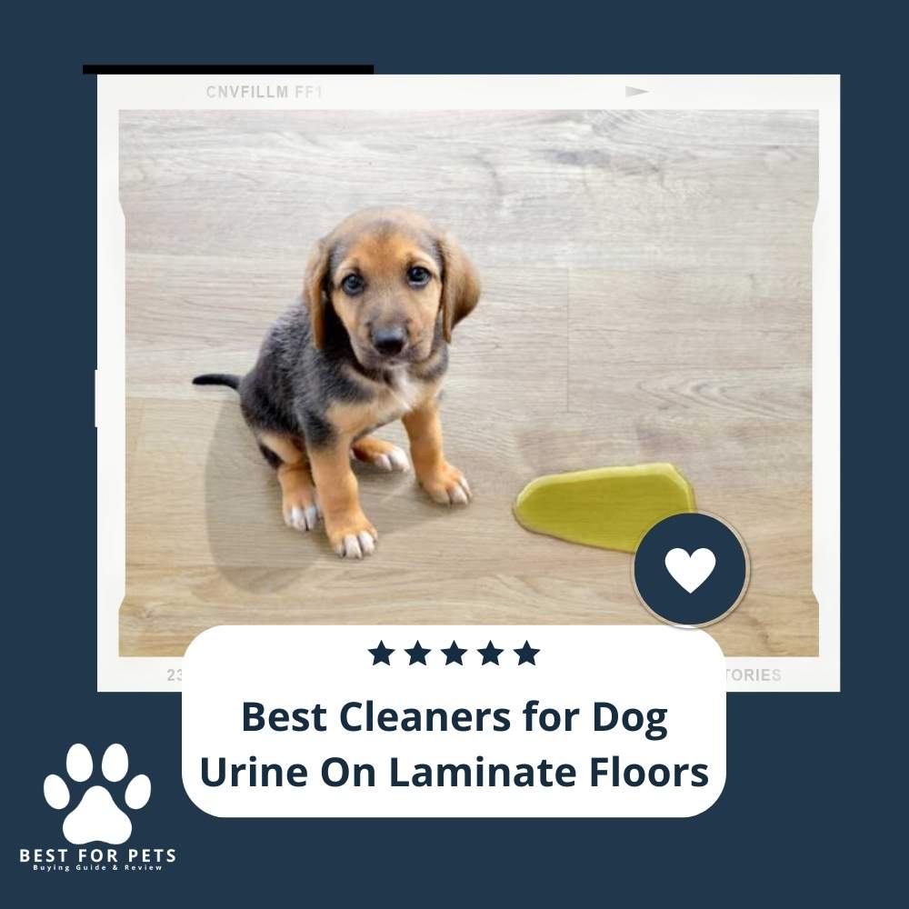 The 7 Best Cleaners For Dog Urine On Laminate Floors of 2023