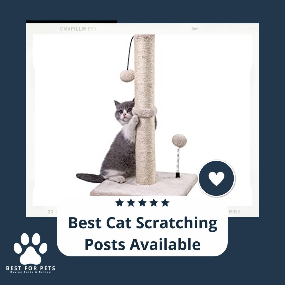 15 Best Cat Scratching Posts Available in 2023 15 Best Cat Scratching Posts Available in 2023