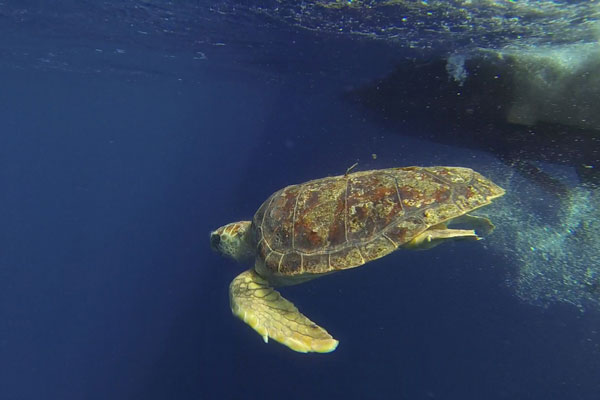 The Differences between Pet Turtles and Sea Turtles The Differences between Pet Turtles and Sea Turtles