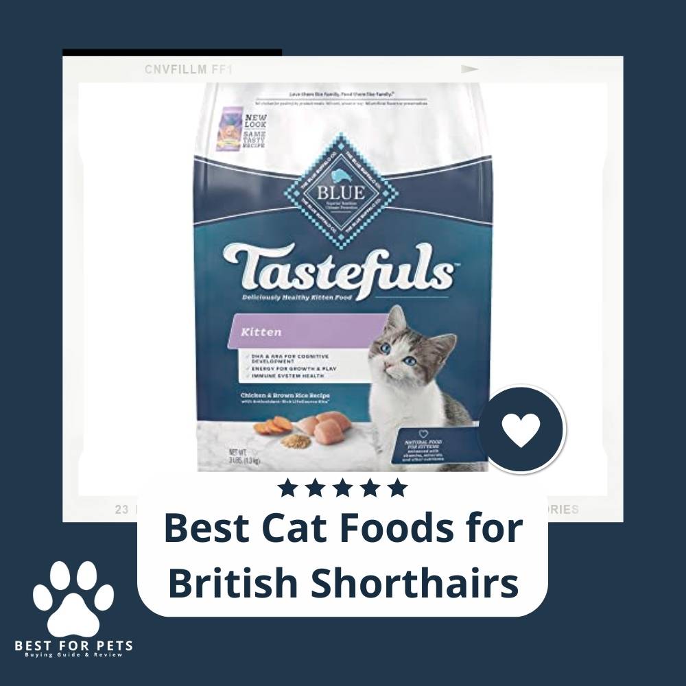 15 Best Cat Foods for British Shorthairs in 2023