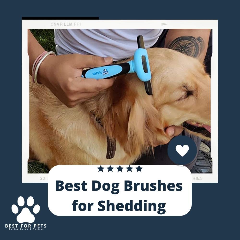 The 11 Best Dog Brushes For Shedding of 2023