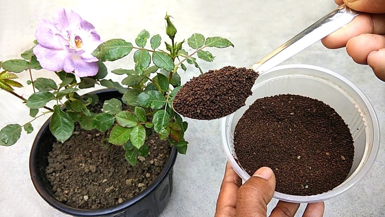 Best Fertilizer For Flowering Plants: - Our Top Picks 2022 Best Fertilizer For Flowering Plants: - Our Top Picks 2022