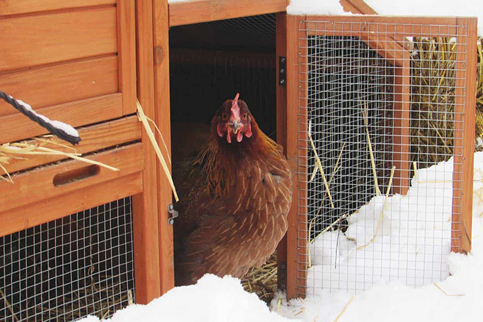 The Best Chicken Coops For Winter: 2022 List The Best Chicken Coops For Winter: 2022 List