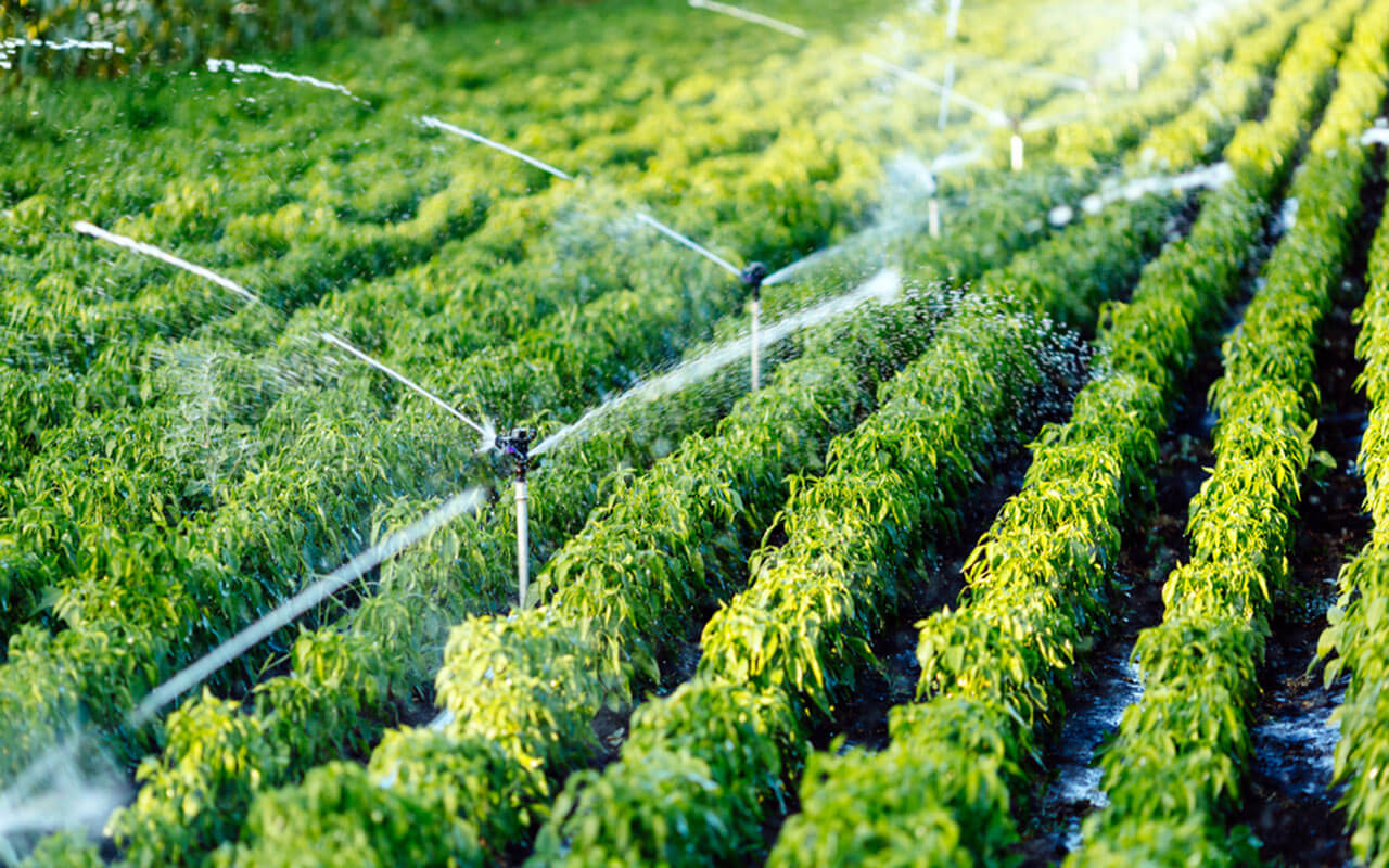 Best Drip Irrigation System of 2022 Best Drip Irrigation System of 2022