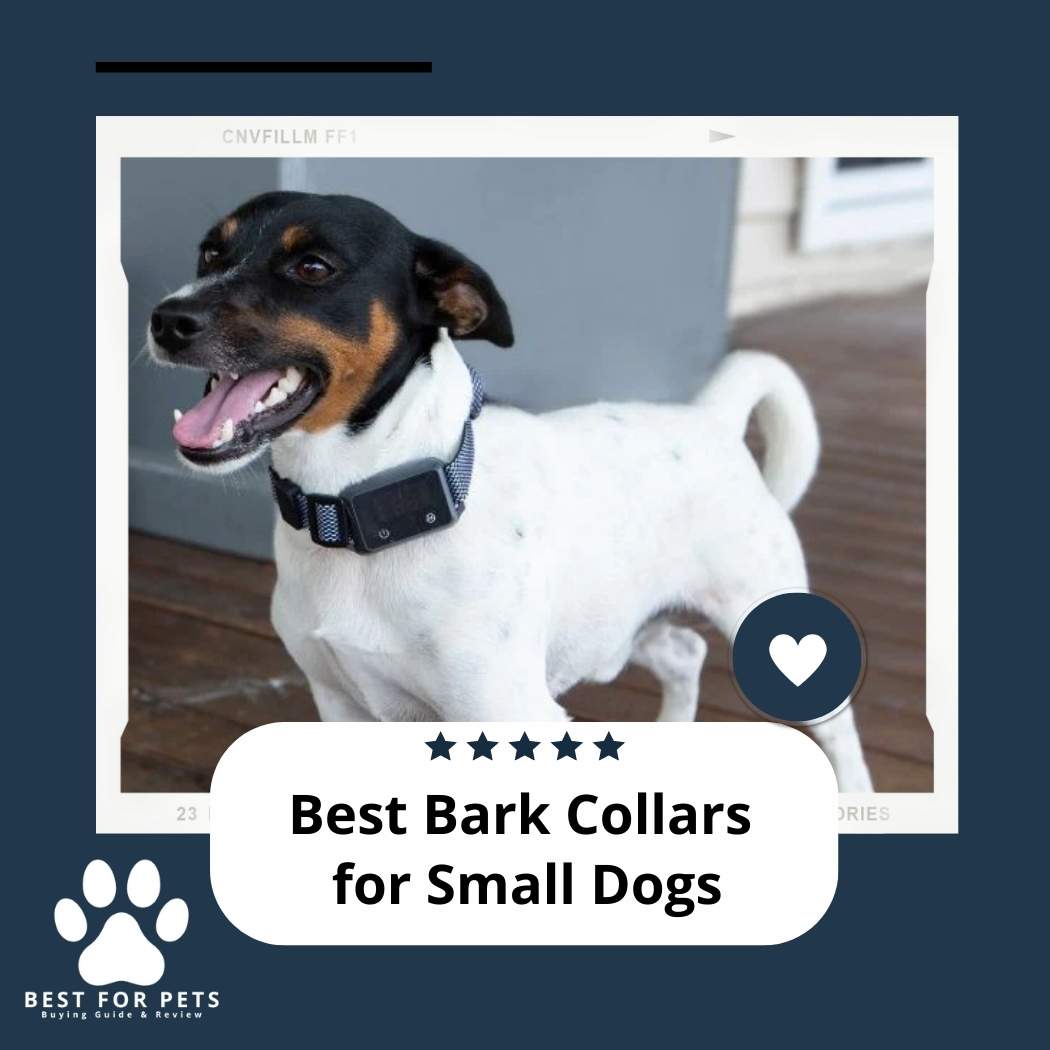 The 10 Best Bark Collars For Small Dogs of 2023