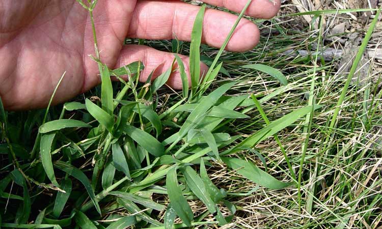 Best Crabgrass Killer That Won't Kill Grass of 2022 Best Crabgrass Killer That Won't Kill Grass of 2022