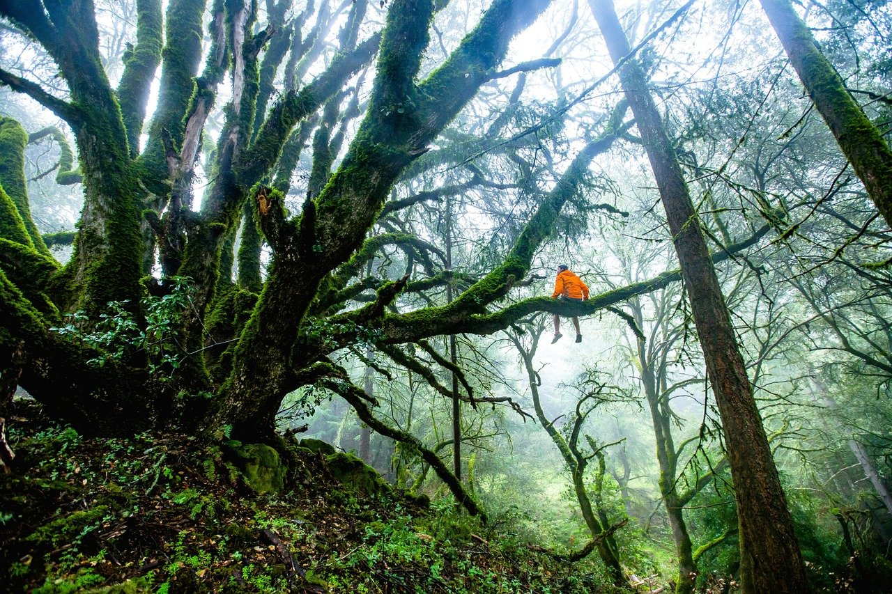 How to Survive In A Forest? How to Survive In A Forest?