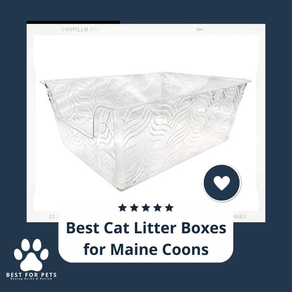 15 Best Cat Litter Boxes for Maine Coons in 2022